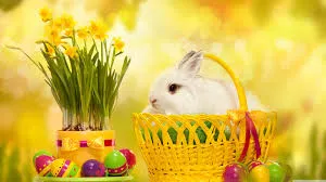 rabbit wallpaper